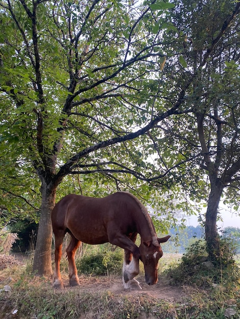 Cavalo em liberdade em um prado no norte da Espanha. Cavalo livre ao pôr do sol.