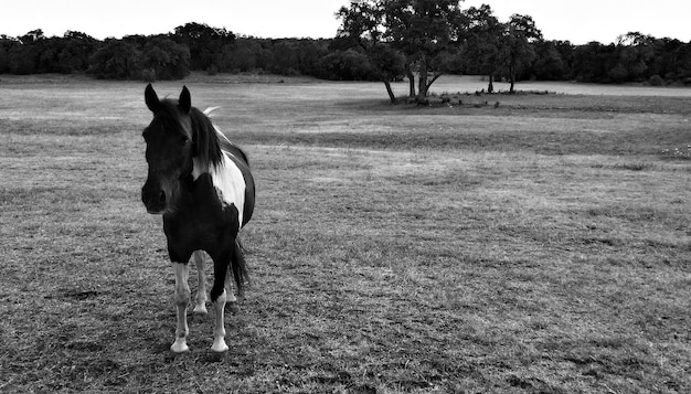 Foto cavalo em pasto