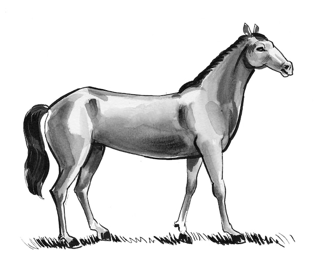 Cavalo em pé. Desenho a tinta e aguarela