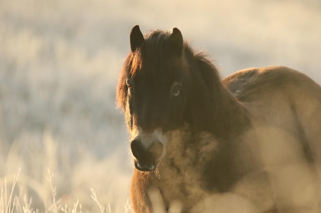 Cavalo em pé no campo no inverno