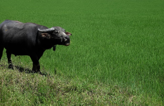 Foto cavalo em pé no campo