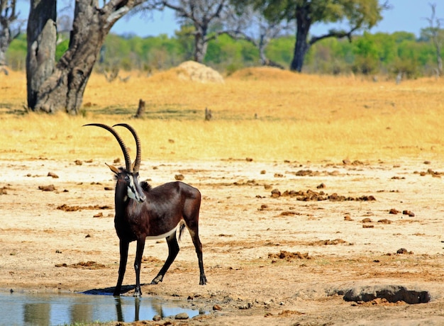 Foto cavalo em pé numa fazenda