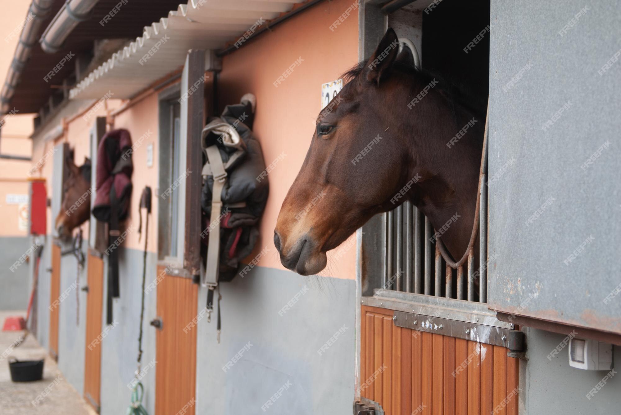 Mantendo cavalos estabulados felizes com estímulos sociais - Arquitetura  Equestre