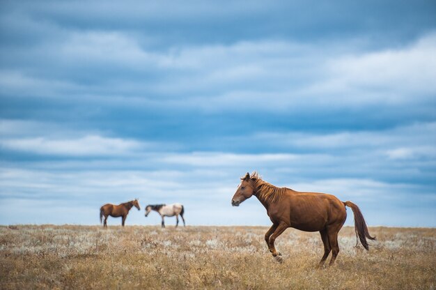 Cavalo em um campo, animais de fazenda, séries da natureza