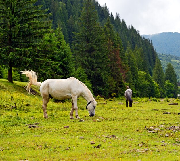 Cavalo em um fundo de montanha