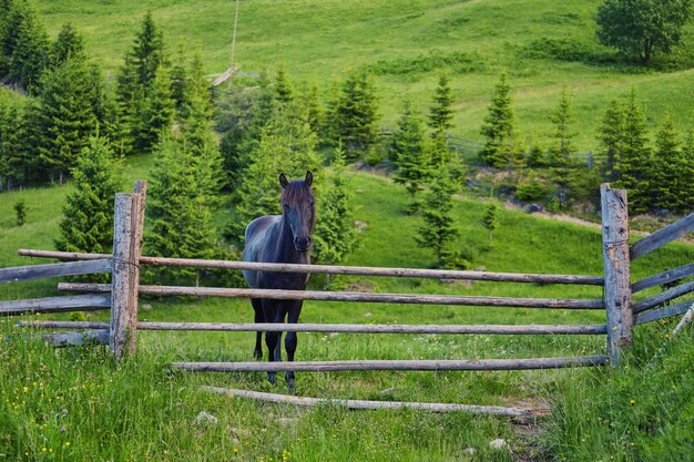 Cavalo em um pasto de verão