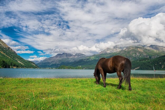 Cavalo em um prado em frente a um lago alpino nos Alpes