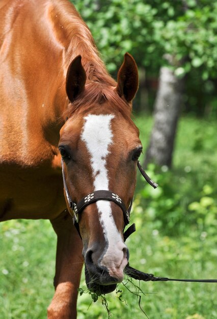 Cavalo em uma clareira da floresta