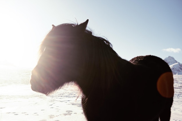 Cavalo ensolarado da noruega