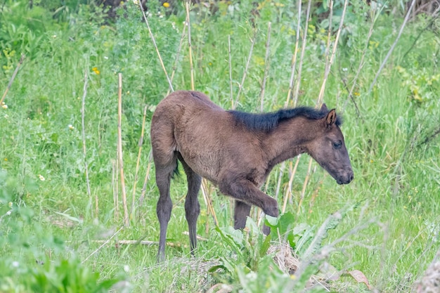 Cavalo (Equus ferus caballus) Málaga, Espanha