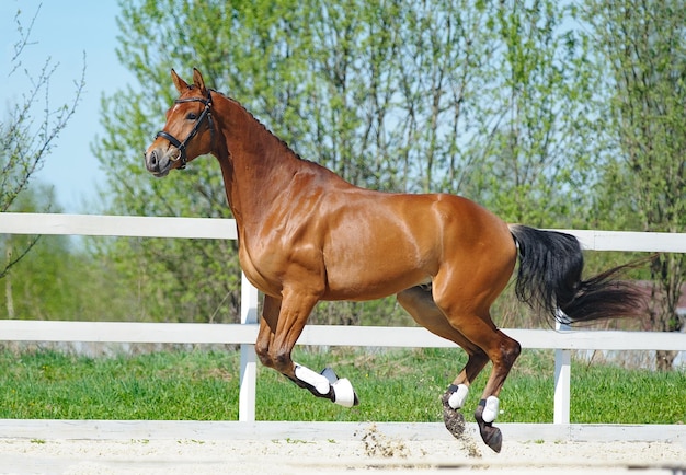 Cavalo esportivo em cabresto mostra movimentos