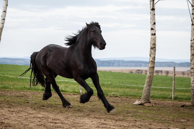 Cavalo Friesian correndo