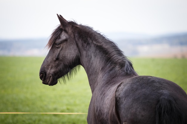 Cavalo Friesian no pasto Linda égua de cavalo friesian com crina longa