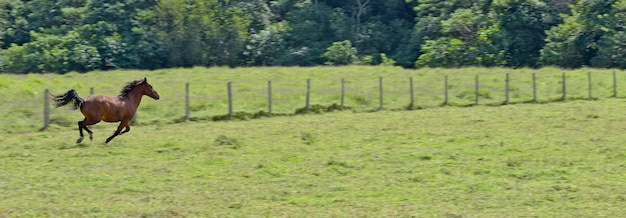 Foto cavalo galopando no prado verde