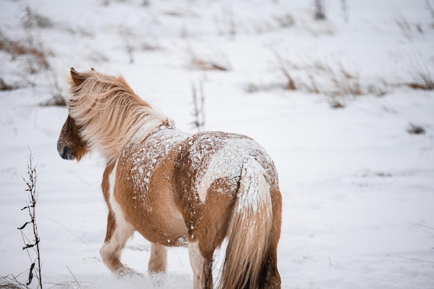 Foto cavalo galopante na cor marrom da islândia na neve