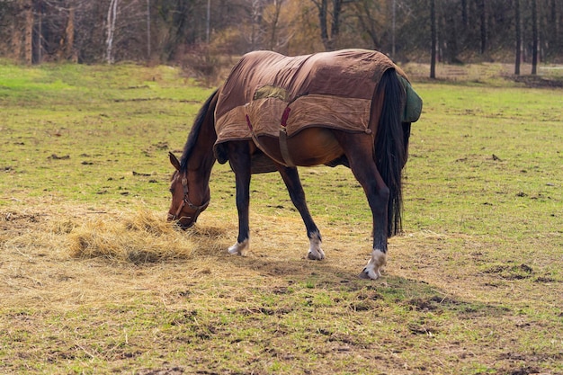 cavalo grávido