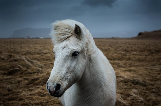 Cavalo islandês com um casaco de inverno pesado