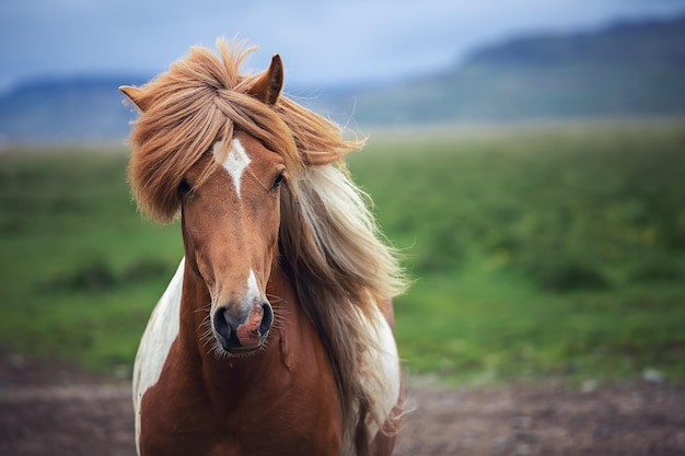 Cavalo islandês lindo no campo Islândia