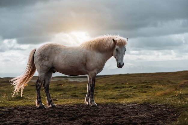 Cavalo islandês na natureza cênica da Islândia.