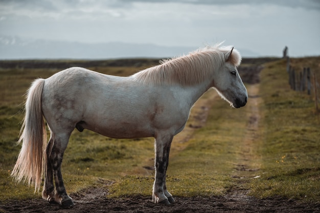 Cavalo islandês na natureza cênica da Islândia.