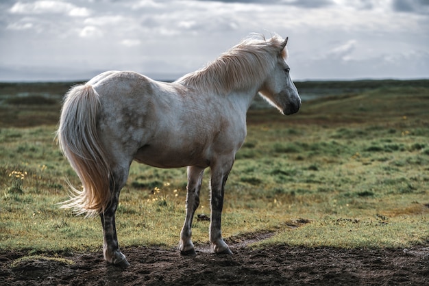 Cavalo islandês na natureza cênica da Islândia.