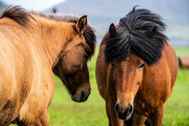 Cavalo islandês na natureza cênica da Islândia.