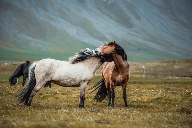 Cavalo islandês na natureza cênica da islândia.