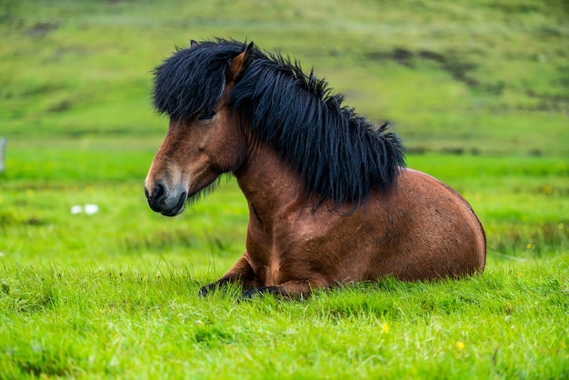 Cavalo islandês na natureza cênica da Islândia.