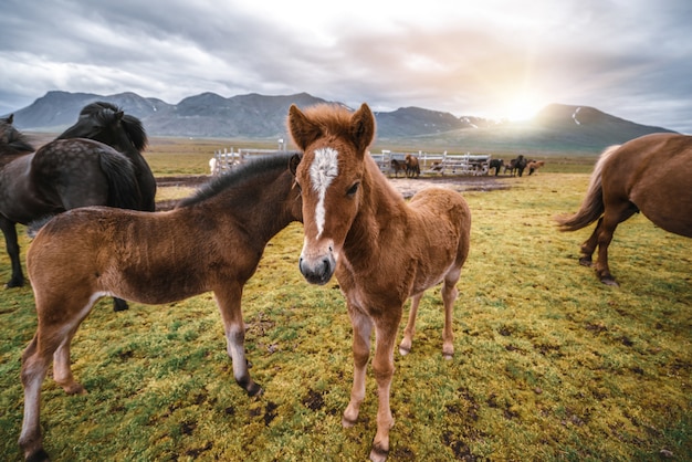 Cavalo islandês na natureza cênica da islândia