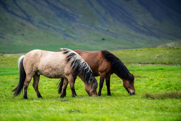 Cavalo islandês na natureza cênica da islândia.