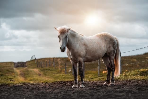 Cavalo islandês na natureza cênica da Islândia.