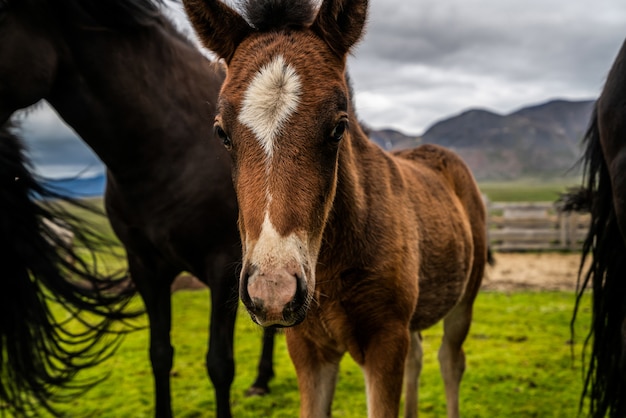 Cavalo islandês na natureza cênica da Islândia.