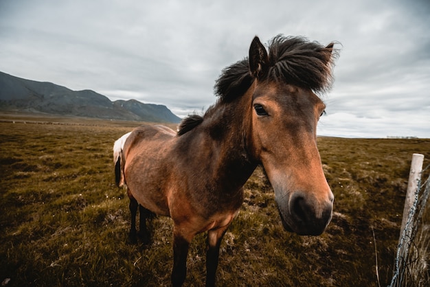 Cavalo islandês na natureza cênica da Islândia.