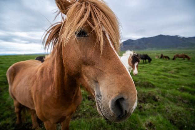 Cavalo islandês na natureza cênica da Islândia.