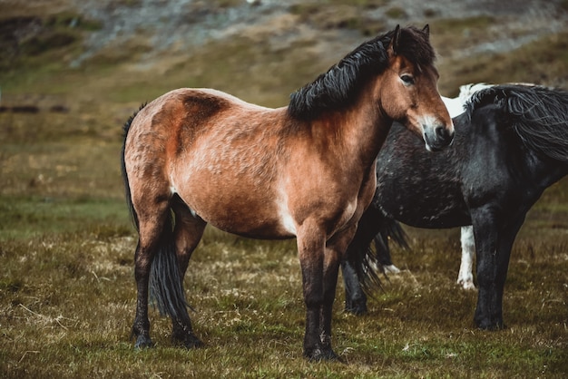 Cavalo islandês na natureza cênica da islândia