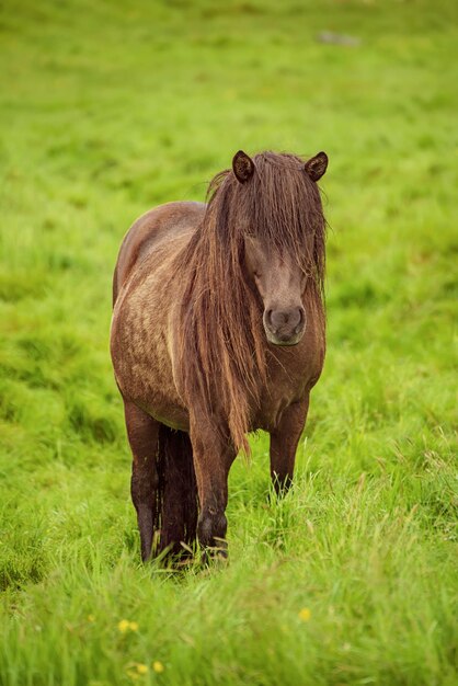 Cavalo islandês único