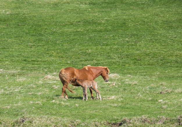 Foto cavalo islandês