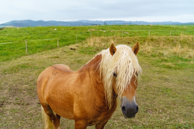 Cavalo isolado marrom em campo verde na zona rural. Visualização horizontal de animais comendo pastando no prado.