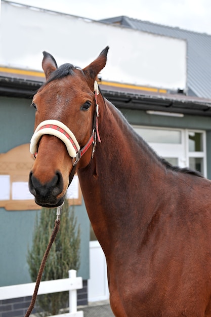 Cavalo jovem de raça pura no campo