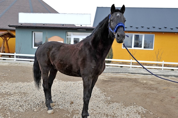 Cavalo jovem de raça pura no campo