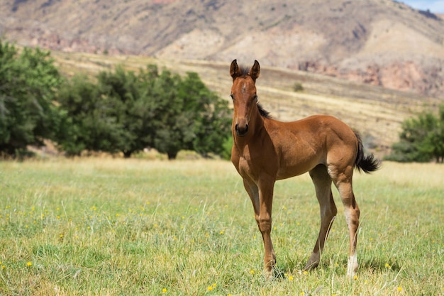 Cavalo jovem em um pasto de Utah