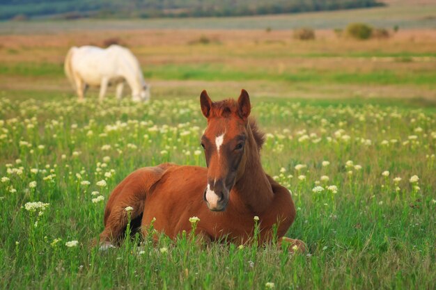 Cavalo jovem no prado verde