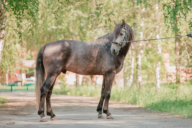 Cavalo lindo no fundo do verão