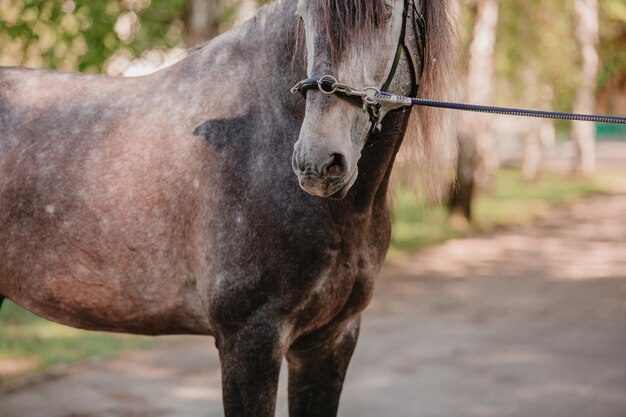 Cavalo lindo no fundo do verão