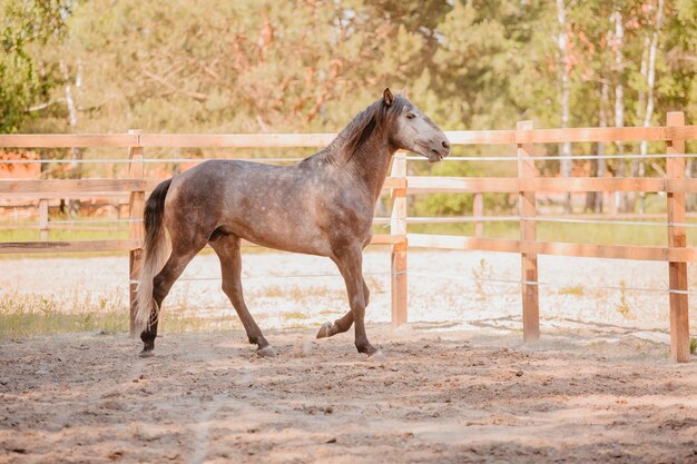 Cavalo lindo no fundo do verão