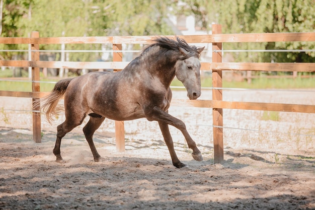 Cavalo lindo no fundo do verão