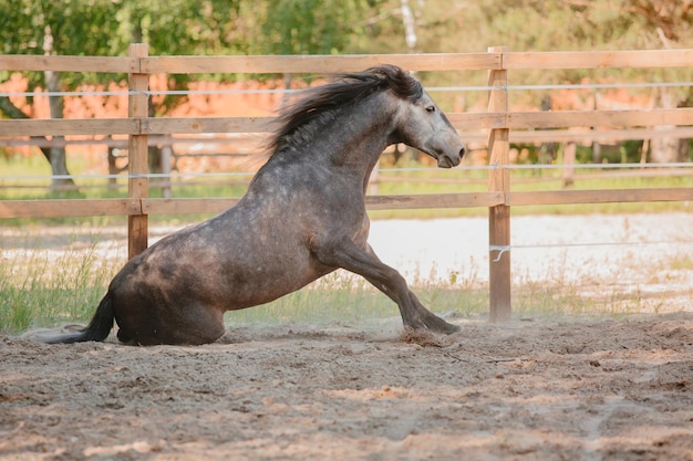 Cavalo lindo no fundo do verão