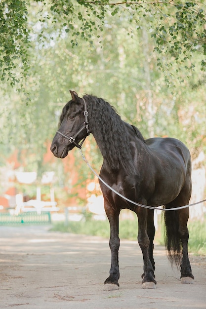 Cavalo lindo no fundo do verão