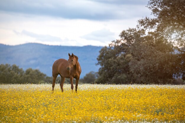 Cavalo livre em um prado de flor