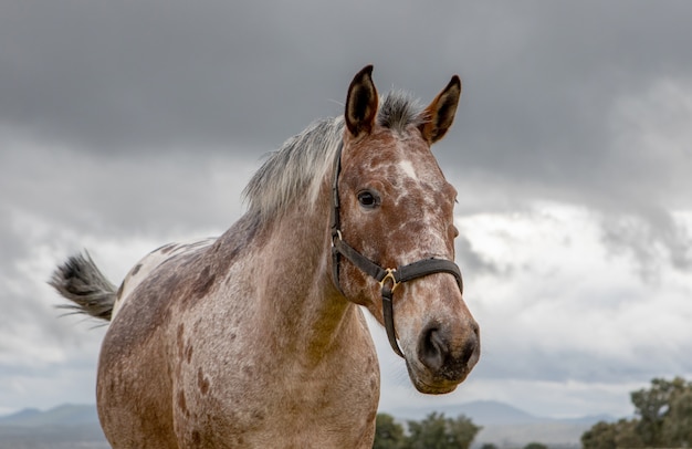 Cavalo livre em um prado de flor